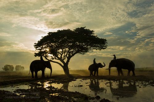 Elephant sunrise