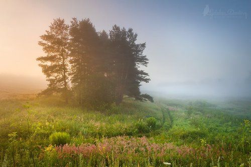 Луг, поле и туманное утро