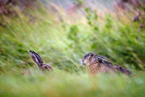 Rainy hares