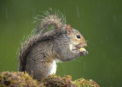 Gray squirrel - Каролинская белка  и Лисья белка - Fox Squirrel