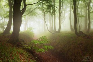 Rainy forest
