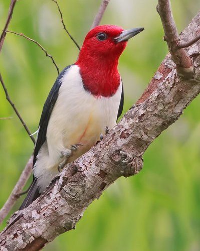 Красноголовый меланерпес - Red-headed Woodpecker