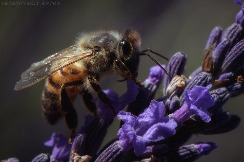 провансальская пчела