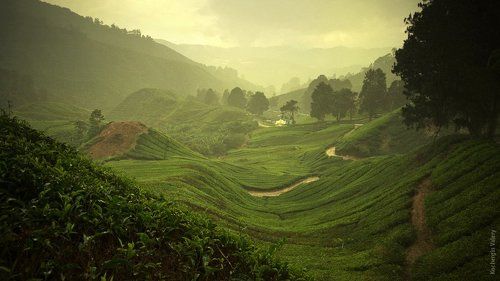 Cameroon highland - Malaysia