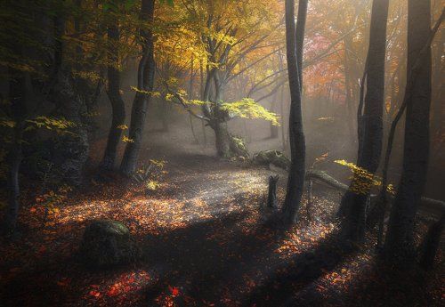 Осенний лес. Демерджи. 