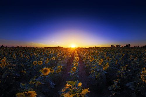 Highway of sunflowers