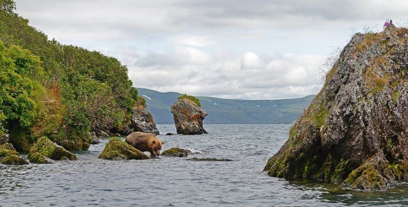 Бурый медведь, Курильское озеро, Сибирский пепельный улит А сверху виднееphoto preview
