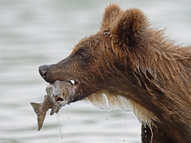 Бурые медведи, Курильское озеро Лазутчикphoto preview