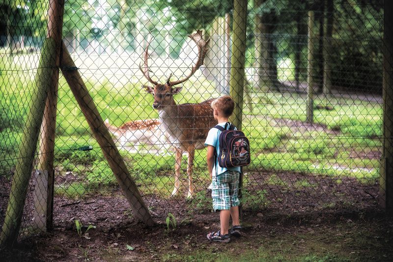 reserve,deer,cage,child ,looks,familiarity familiarity..photo preview
