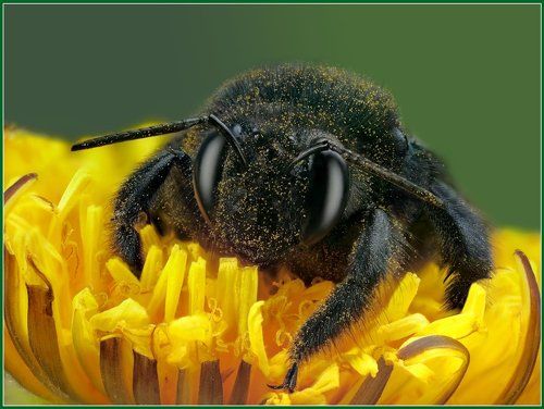 Портрет пчелы-плотника