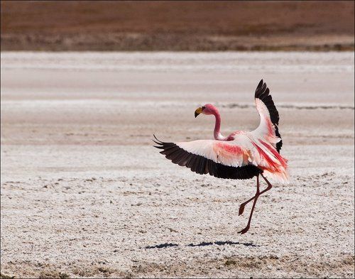 Фотоохота на фламинго