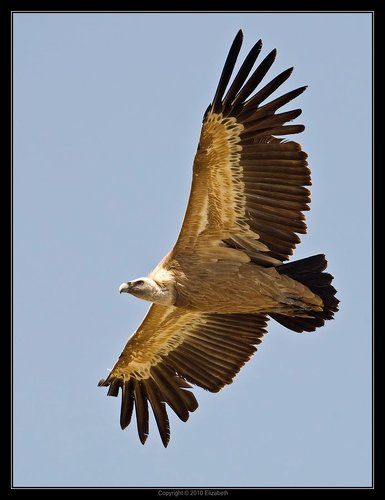 Белоголовый сип - Griffon Vulture