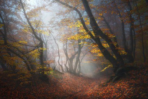 Осень в крымском лесу