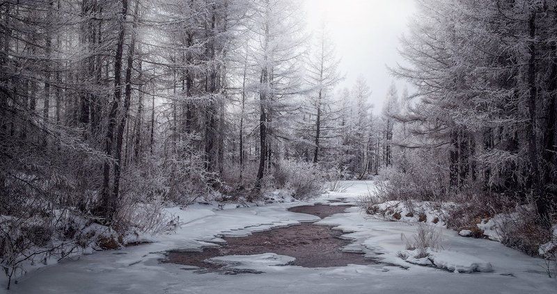 река, лес, снег, деревья, сезон, холод Царство зимыphoto preview