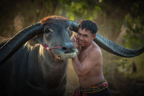 Asian farmer with buffalo.
