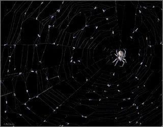 Созвездие паука