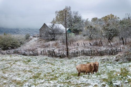 Снежное утро с овечками