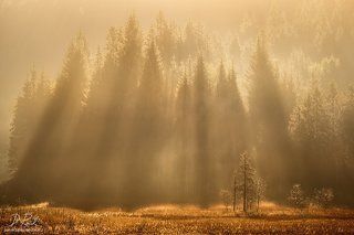 Bavarian rays