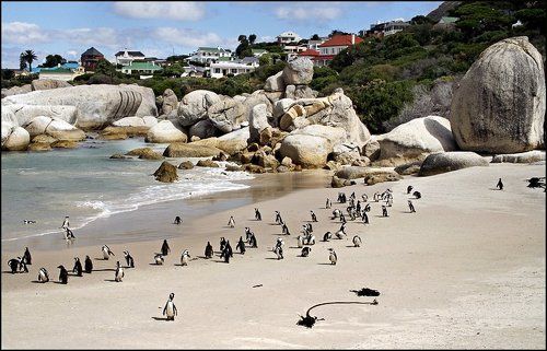 Пляж с пингвинами