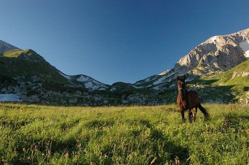 Утренний конь у подножья горы Пшеха-Су
