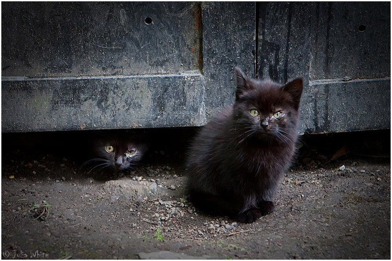 котята, кот, бездомные, cat уличные пацаныphoto preview