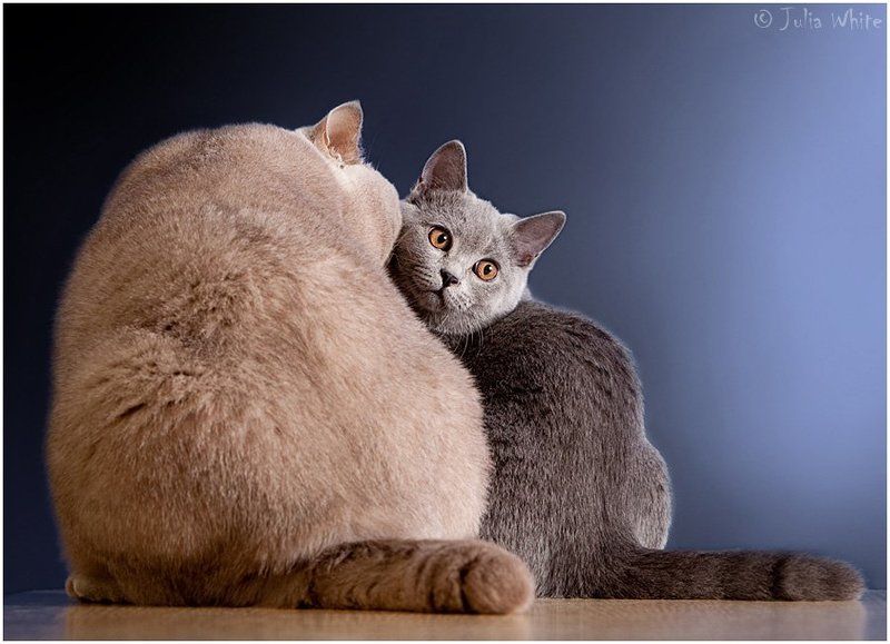 кот, кошка, британская, cat Большой Братphoto preview