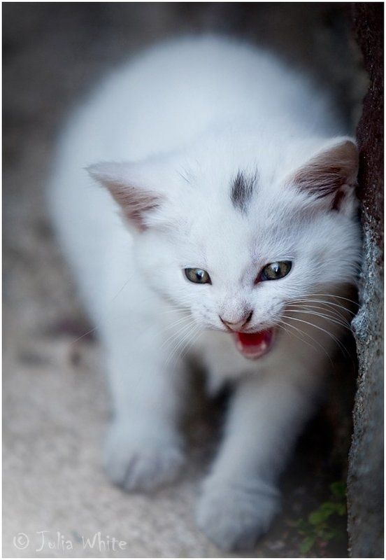 котенок, кот, cat Маленький Воинphoto preview
