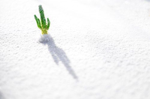 Кактус  в снегу