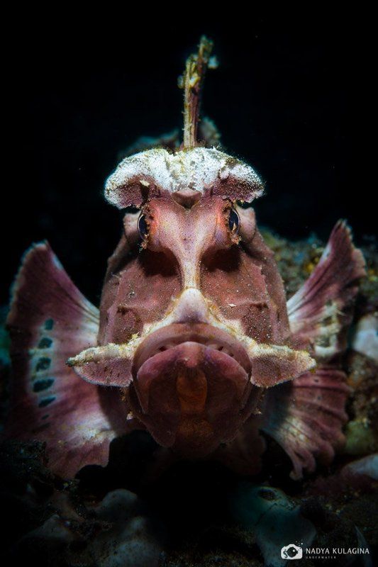 rhinopias eschmeyeri, underwater, photography, diving, macro, critter, fish, scorpion fish Лицоphoto preview