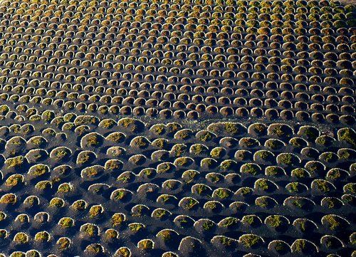 Виноградники Лансароте