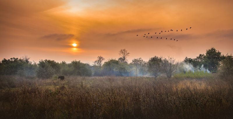 autumn,birds,flock,cow,grass,fire,smoke,trees,sky,evening,sun,sunset,haze,fog  the breath of autumn..photo preview