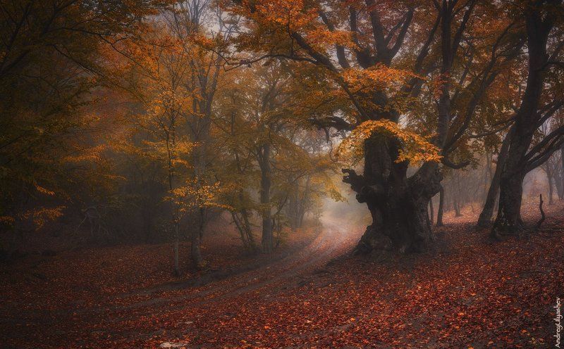 крым, демерджи, осень, лес, туман Свидетельphoto preview