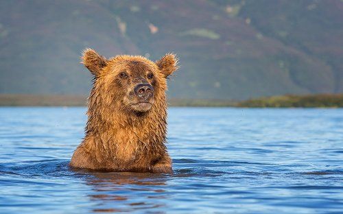 Портрет медведицы