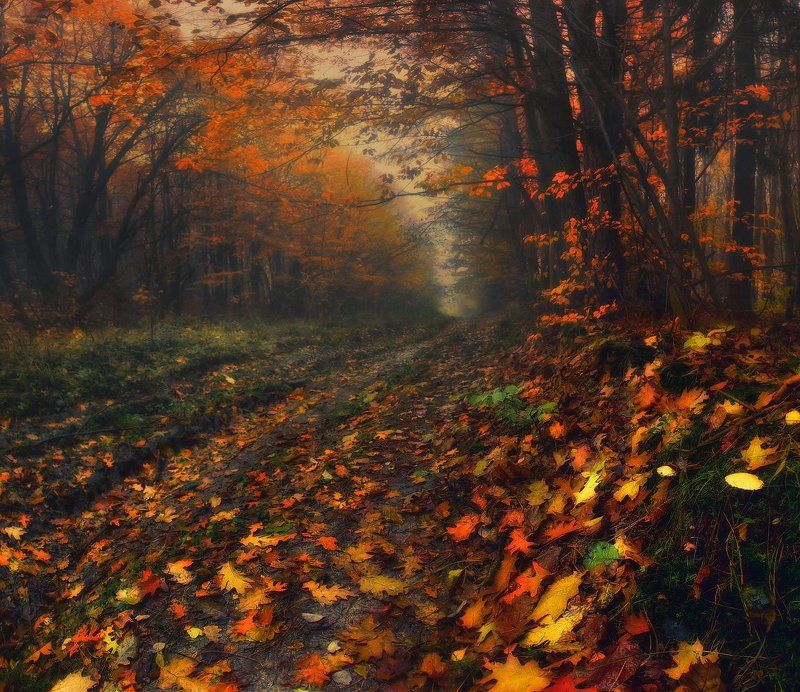 осень, утро, лес, дорога, туман, листопад Рыжая осеньphoto preview