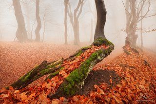 Old tree in autumn colors
