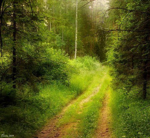 Дорога в лесу.