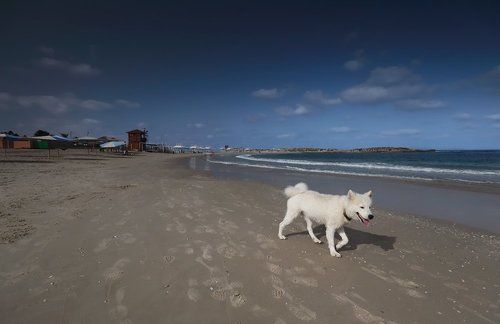 Белый пёс, бегущий краем моря