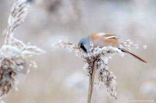 Усатая синица (лат. Panurus biarmicus).