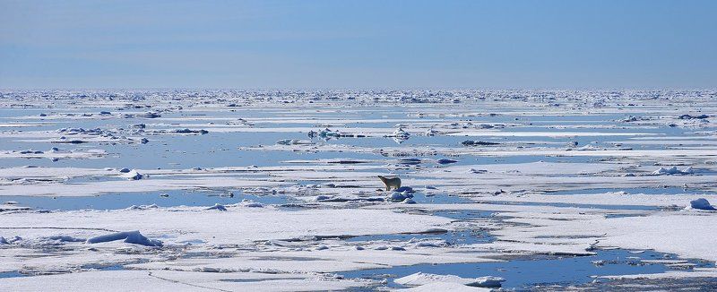 фотографандреевандрей, северныйполюс, northpole, арктика, arctic, ice, снег, лёд, круиз, expiditions, travel, белыймедведь, медведь, polarbear, животное, natgeowild photo preview