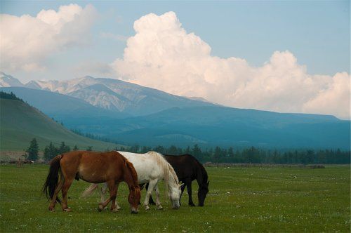 Монгольские лошади