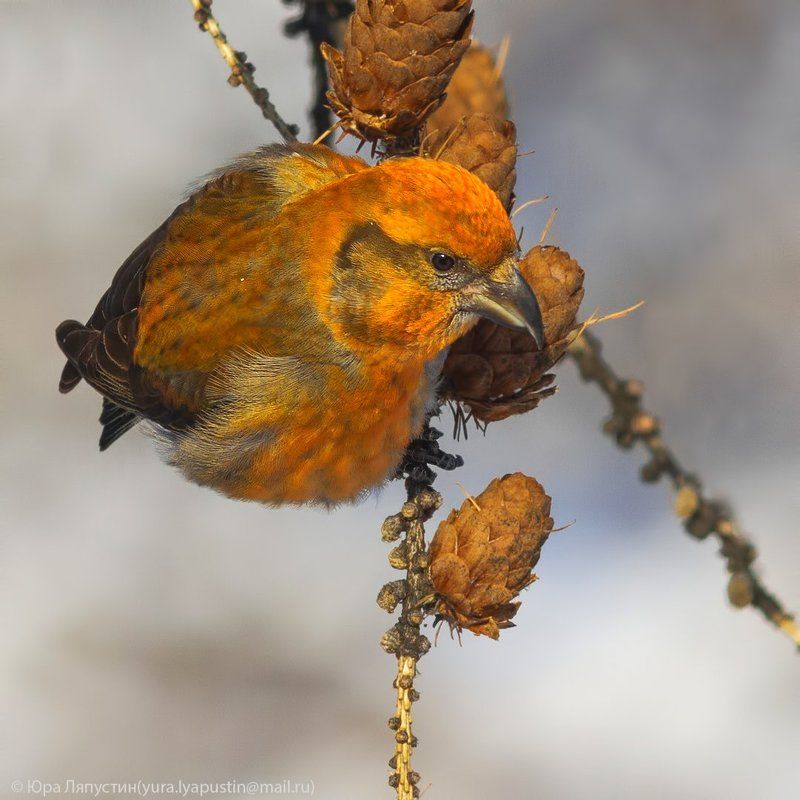 клёст, Crossbill.photo preview