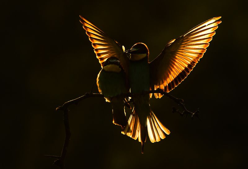 bee-eater wildlife photography nature European bee-eaters photo preview