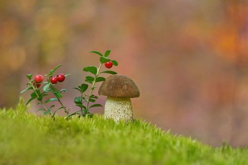 На горе растут грибы