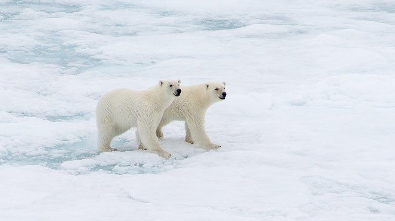 фотографандреевандрей, северныйполюс, northpole, арктика, arctic, ice, снег, лёд, круиз, expiditions, travel, белыймедведь, медведь, polarbear, животное, natgeowild photo preview