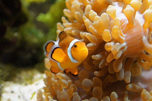 finding Nemo...