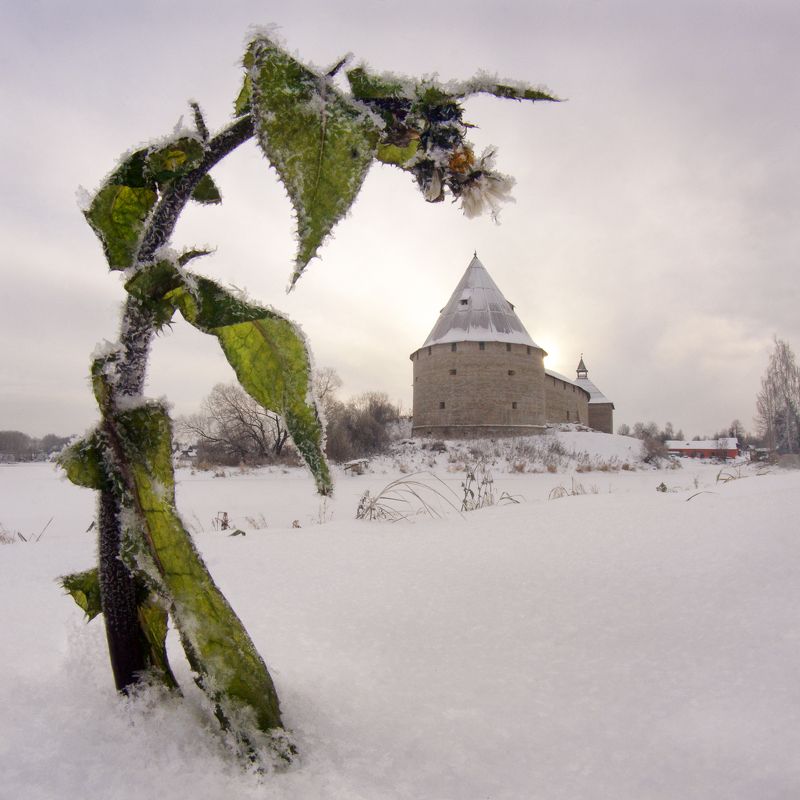 старая ладога, цветок, крепость, снег Старая Ладога, Первый снегphoto preview