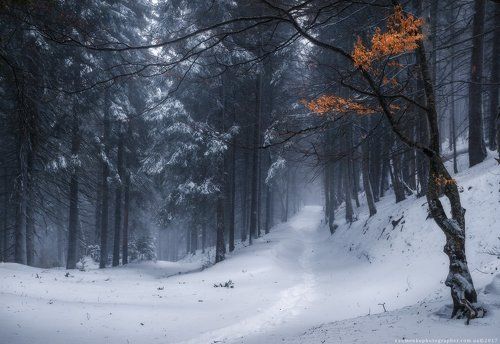 Закарпатье. Зимний лес по дороге на Петрос