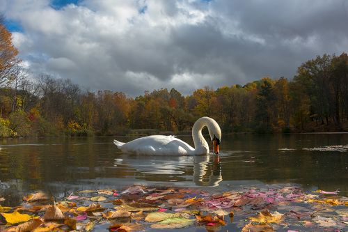 А белый лебедь на пруду качает павшую листву...