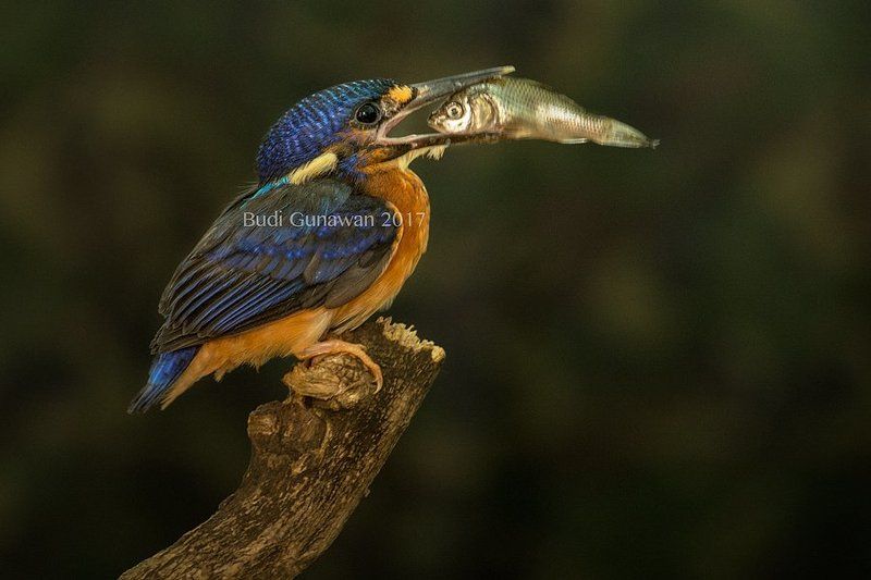 bird, alcedo athis , kingfisher, eating 2 EYESphoto preview
