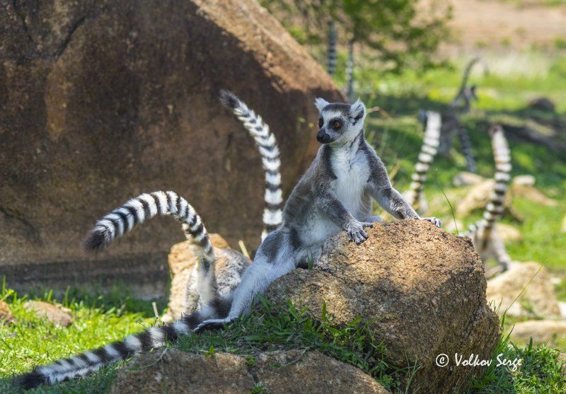 lemur catta, кошачий лемур, ring-tailed lemur, дикая природа, дикие животные, мадагаскар, фотоохота Нелегко быть королём!photo preview